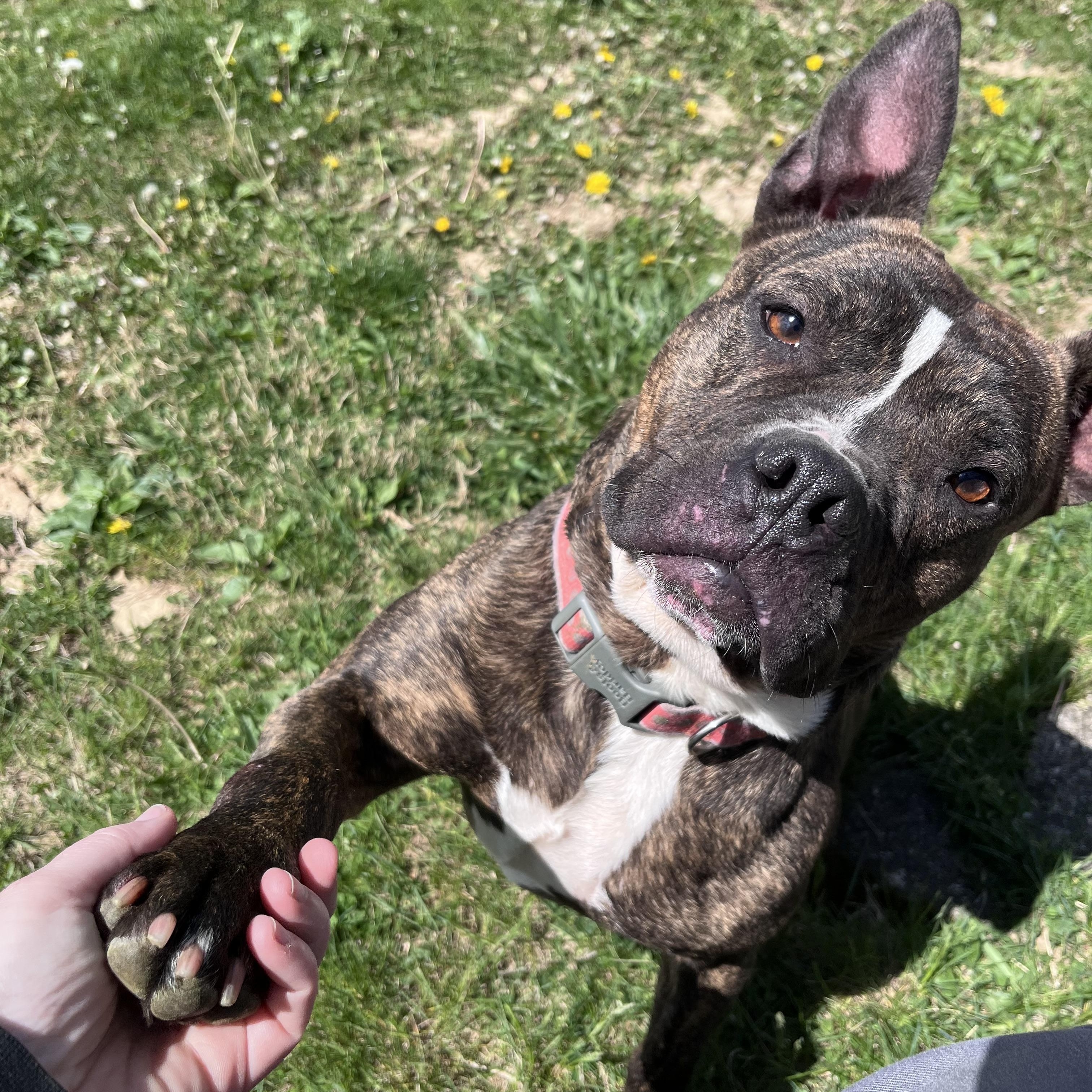 Enlarge Little Dottie, a Adoptable mixed breed in West Jefferson, OH image 2/4