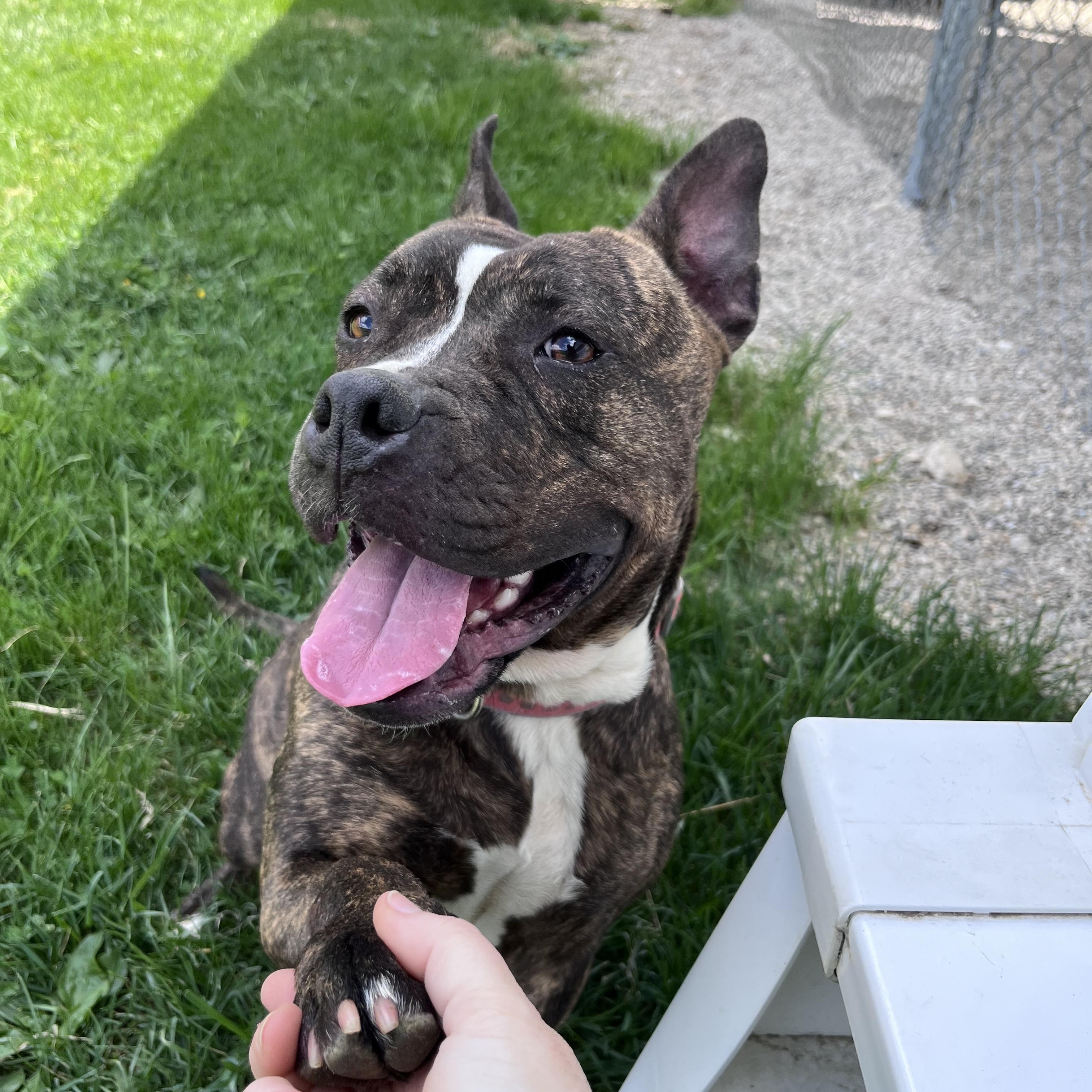 Enlarge Little Dottie, a Adoptable mixed breed in West Jefferson, OH image 1/4