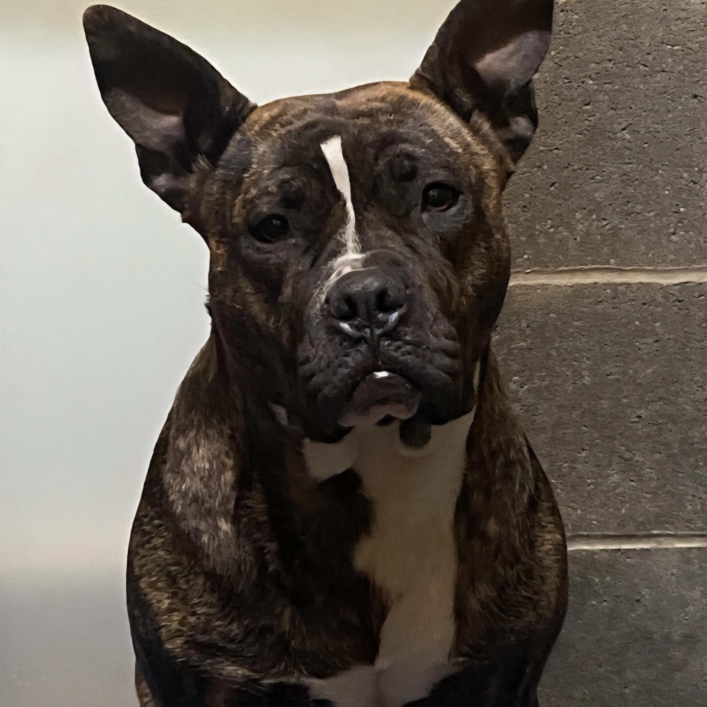 Enlarge Sweet and Low, a Adoptable mixed breed in West Jefferson, OH image 4/5