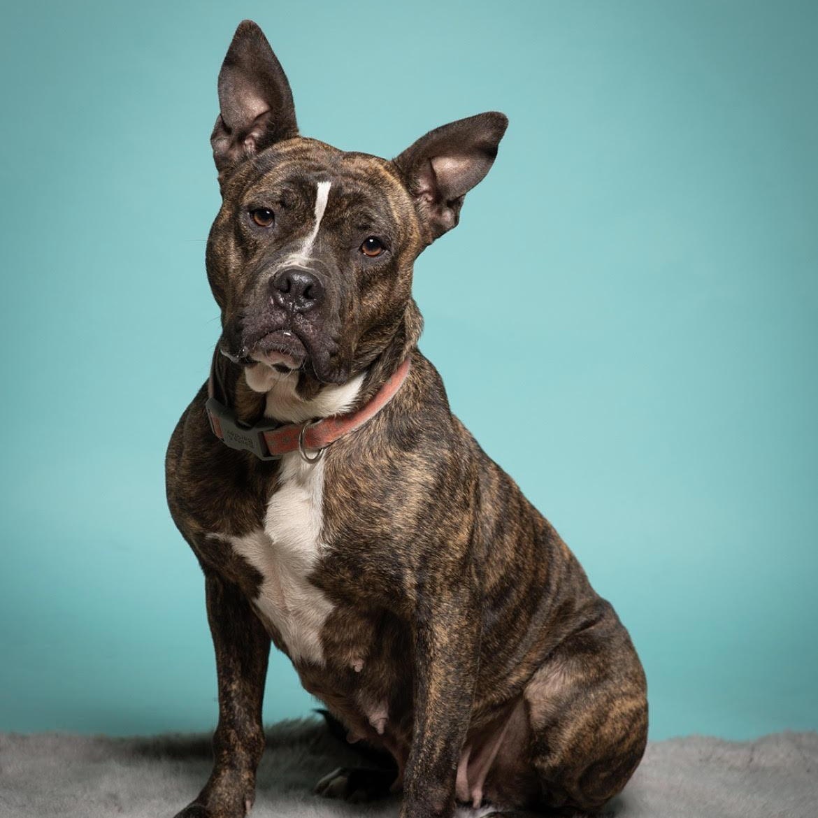 Enlarge Little Dottie, a Adoptable mixed breed in West Jefferson, OH image 1/5