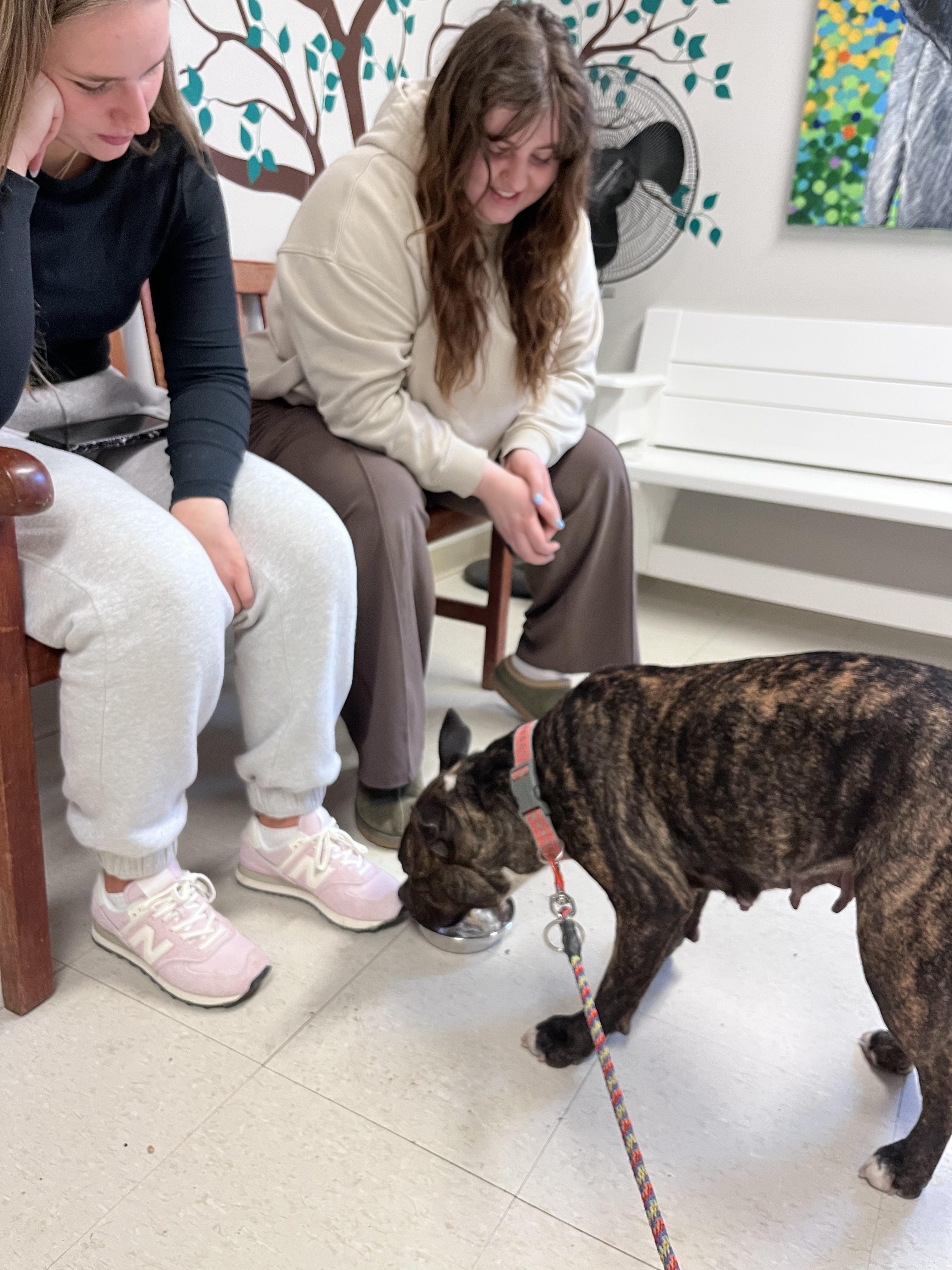 Enlarge Sweet and Low, a Adoptable mixed breed in West Jefferson, OH image 5/5