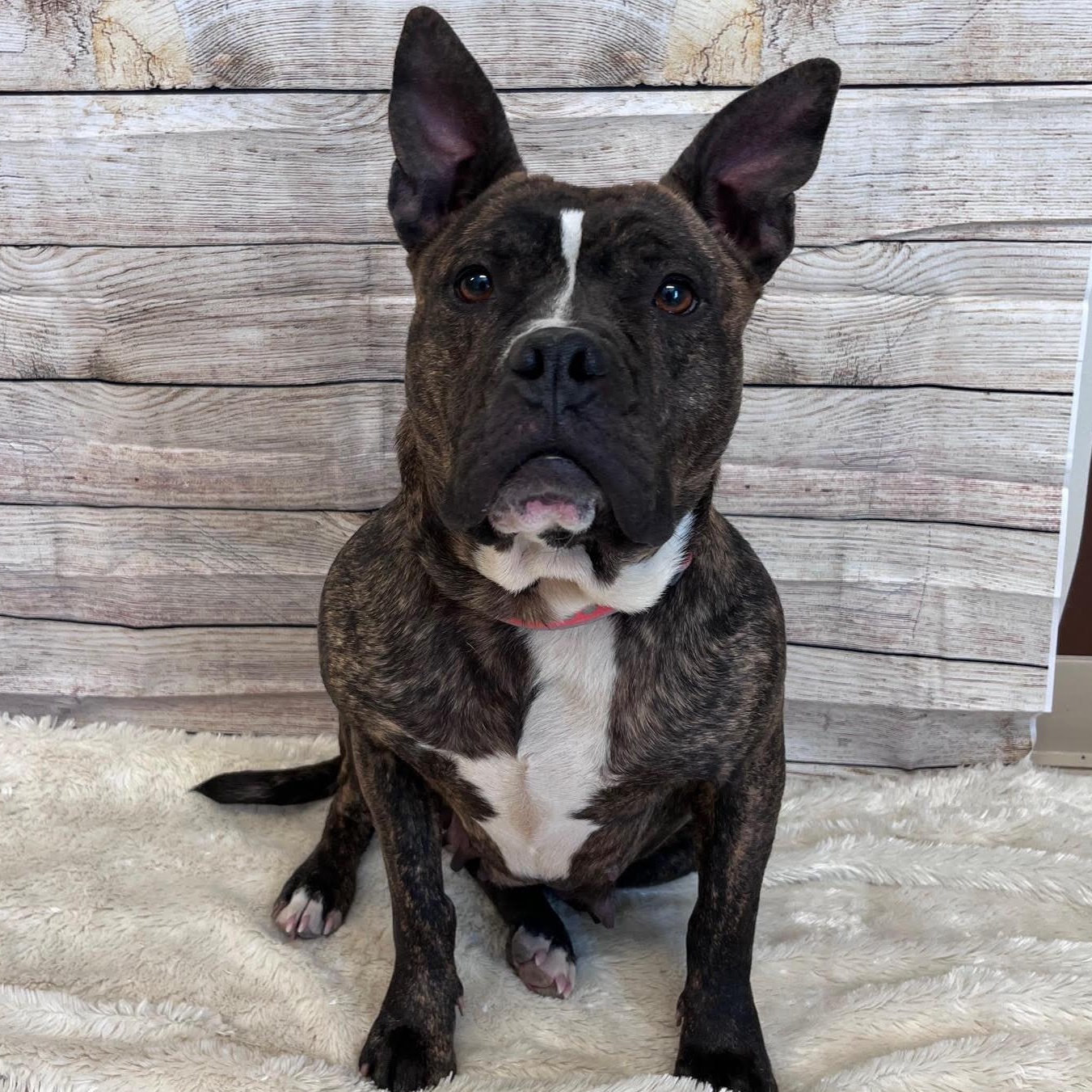 Enlarge Sweet and Low, a Adoptable mixed breed in West Jefferson, OH image 2/5