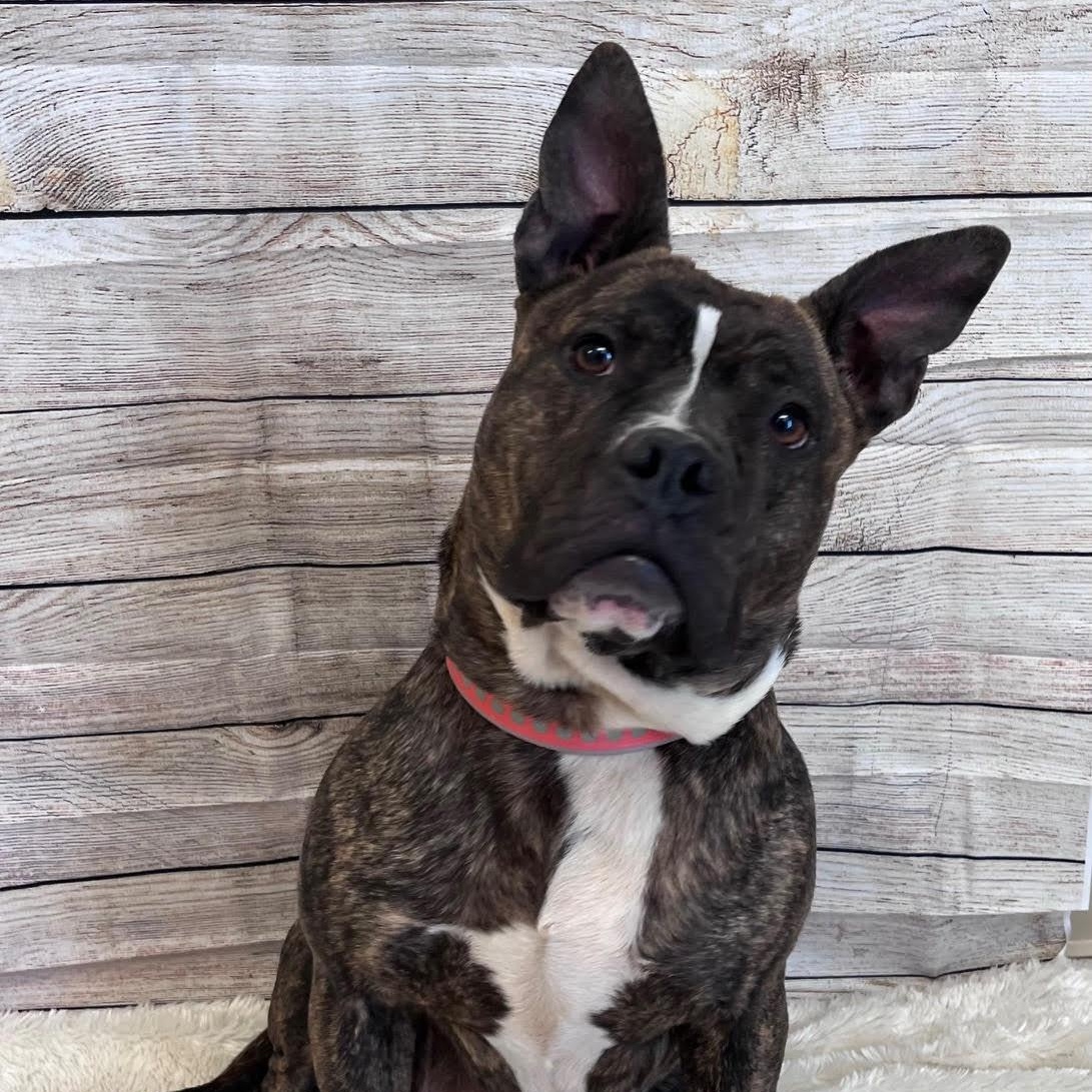 Enlarge Sweet and Low, a Adoptable mixed breed in West Jefferson, OH image 1/5