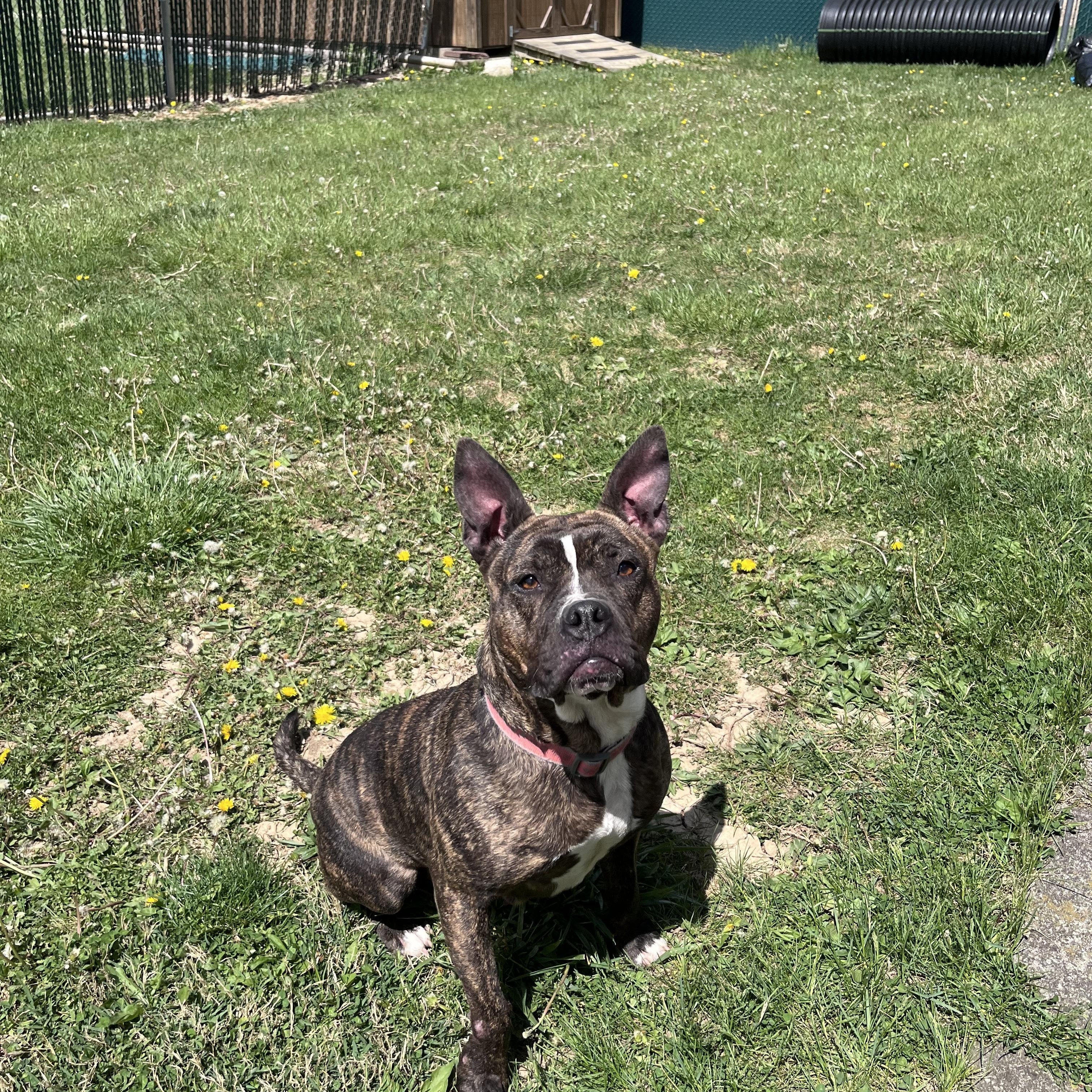 Enlarge Little Dottie, a Adoptable mixed breed in West Jefferson, OH image 4/4