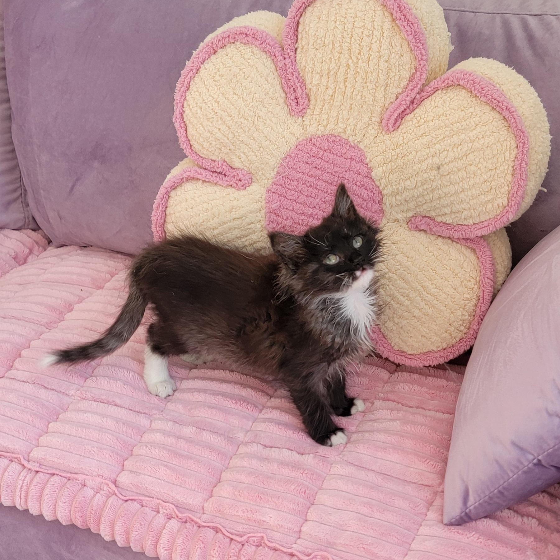 Enlarge Martha adopted with Nigel 2.13, a ADOPTABLE Domestic Long Hair in Wyandotte, MI image 4/6