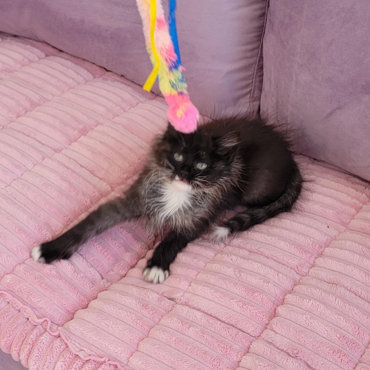 Enlarge Martha adopted with Nigel 2.13, a ADOPTABLE Domestic Long Hair in Wyandotte, MI image 3/6