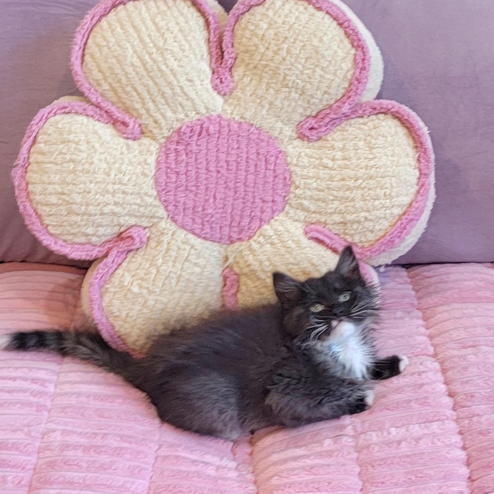 Martha adopted with Nigel 2.13, ADOPTABLE, Kitten Female Domestic Long Hair.