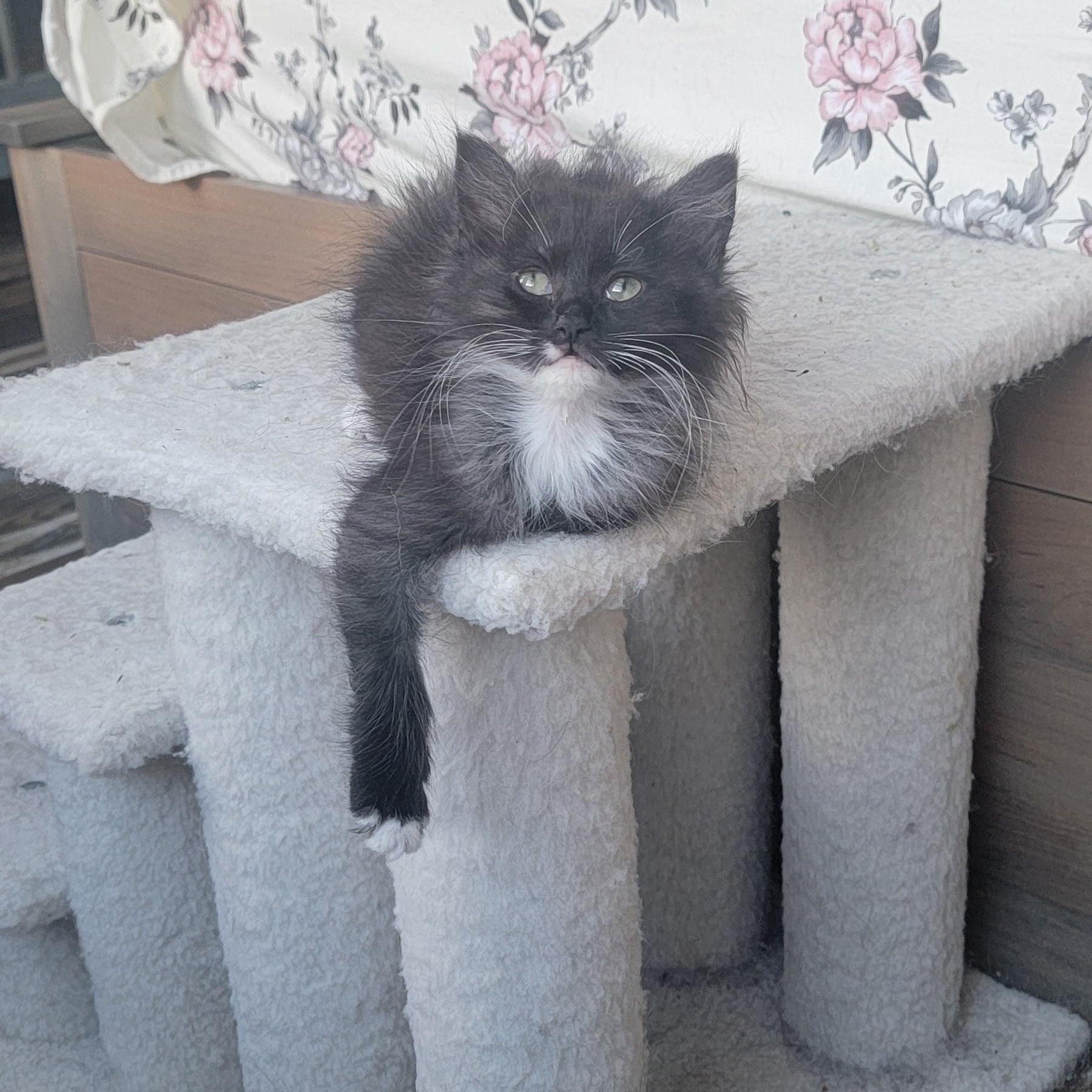 Enlarge Martha adopted with Nigel 2.13, a ADOPTABLE Domestic Long Hair in Wyandotte, MI image 5/6