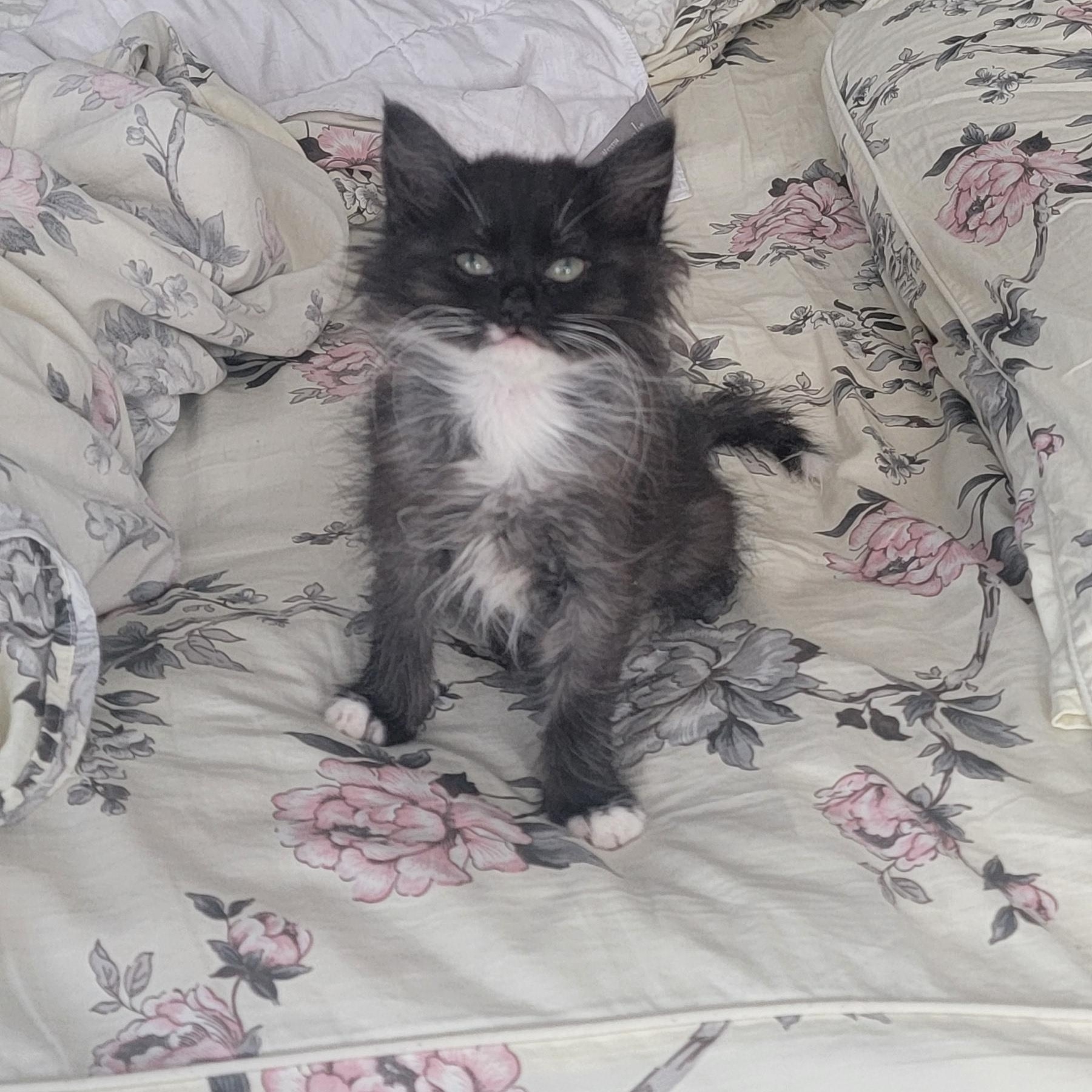 Enlarge Martha adopted with Nigel 2.13, a ADOPTABLE Domestic Long Hair in Wyandotte, MI image 2/6