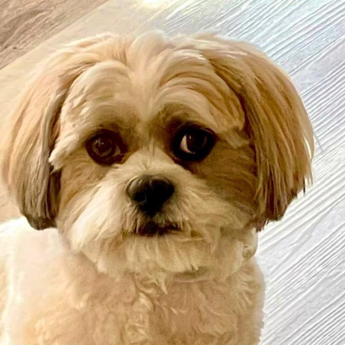 Paco Gus — thumbnail 4