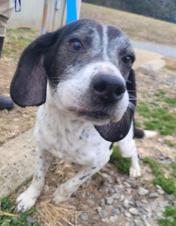 Squiggles, Adoptable, Adult Male Beagle.