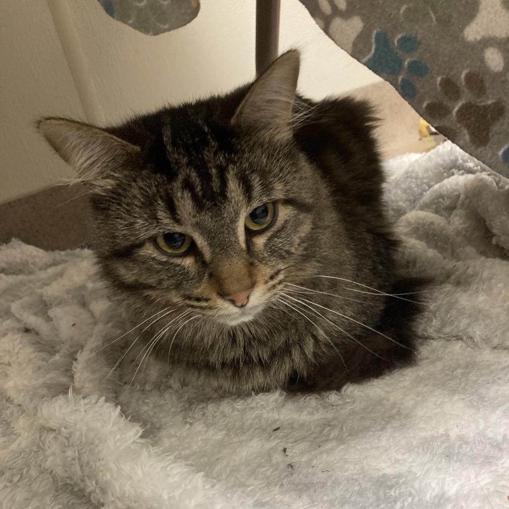 Alaric, Adoptable, Adult Male Domestic Medium Hair.