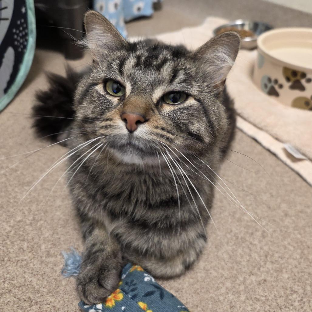Enlarge Alaric, a Adoptable Domestic Medium Hair in Oshkosh, WI image 2/2