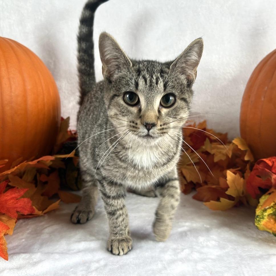 Fuschia, Adoptable, Young Female Domestic Short Hair.