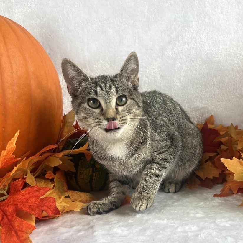 Enlarge Fuschia, a Adoptable Domestic Short Hair in Johnson City, TN image 2/2