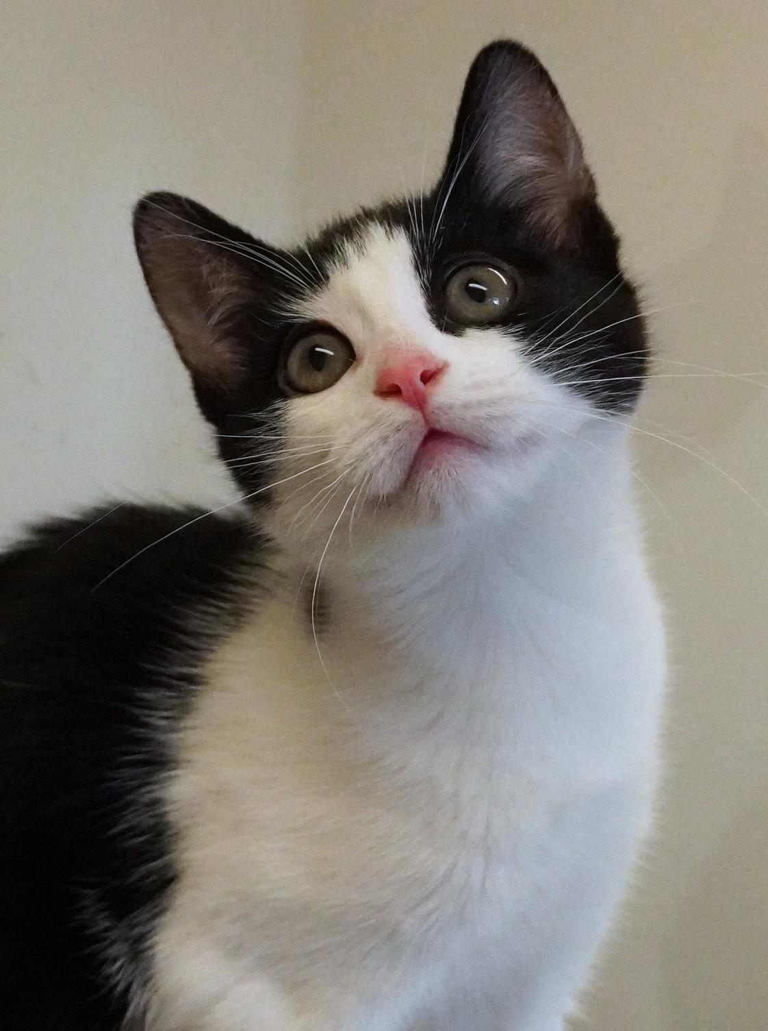 Enlarge Luna, an adopted Domestic Short Hair in Grants Pass, OR image 1/1