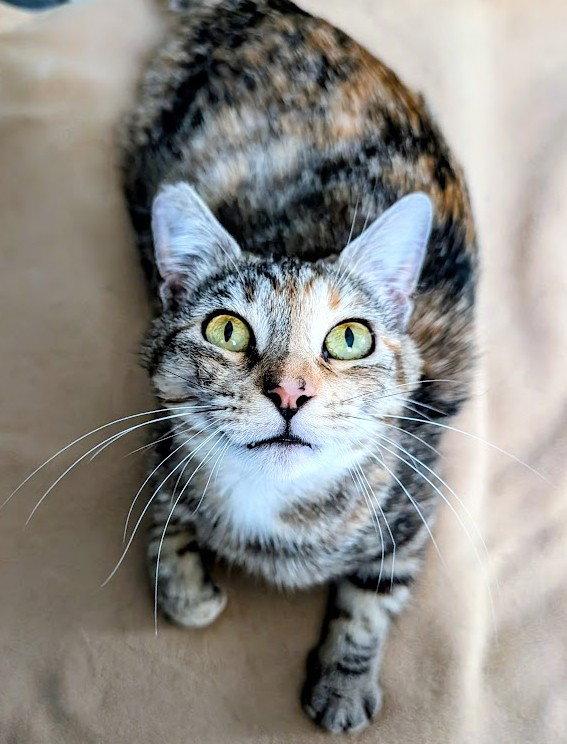 Jasper, Adoptable, Adult Female Domestic Short Hair.