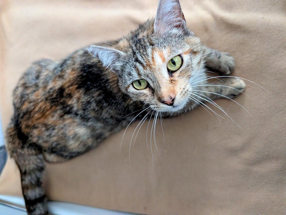 Jasper, a Adoptable Domestic Short Hair in San Jose, CA image 2/3