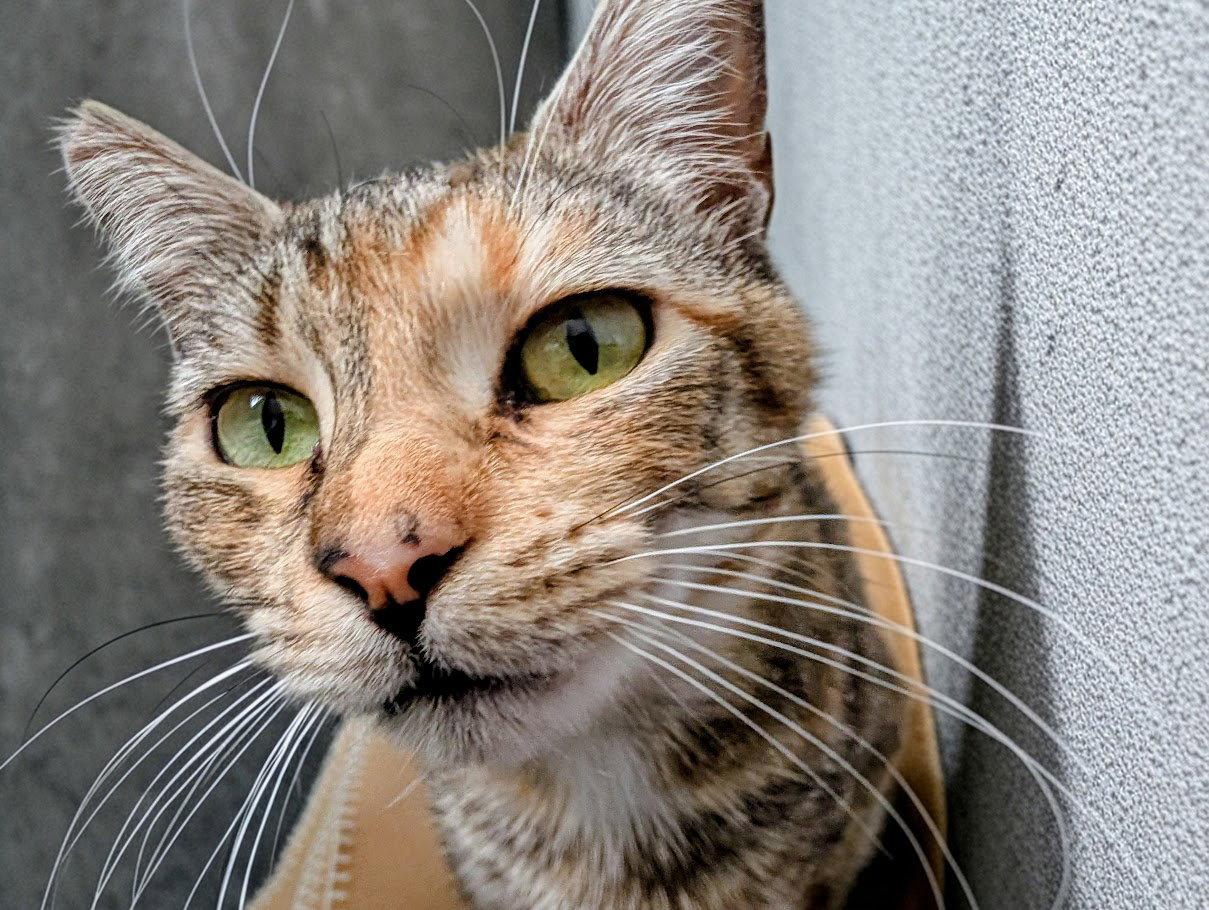 Jasper, a Adoptable Domestic Short Hair in San Jose, CA image 3/3