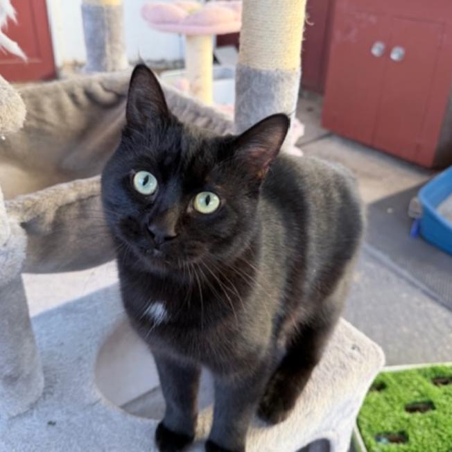 Enlarge Shadow, a Adoptable Domestic Short Hair in Redwood City, CA image 1/1
