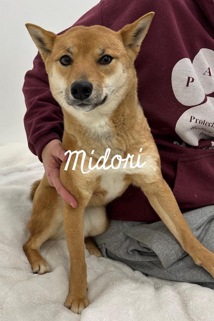 Midori, Adoptable, Adult Female Shiba Inu.