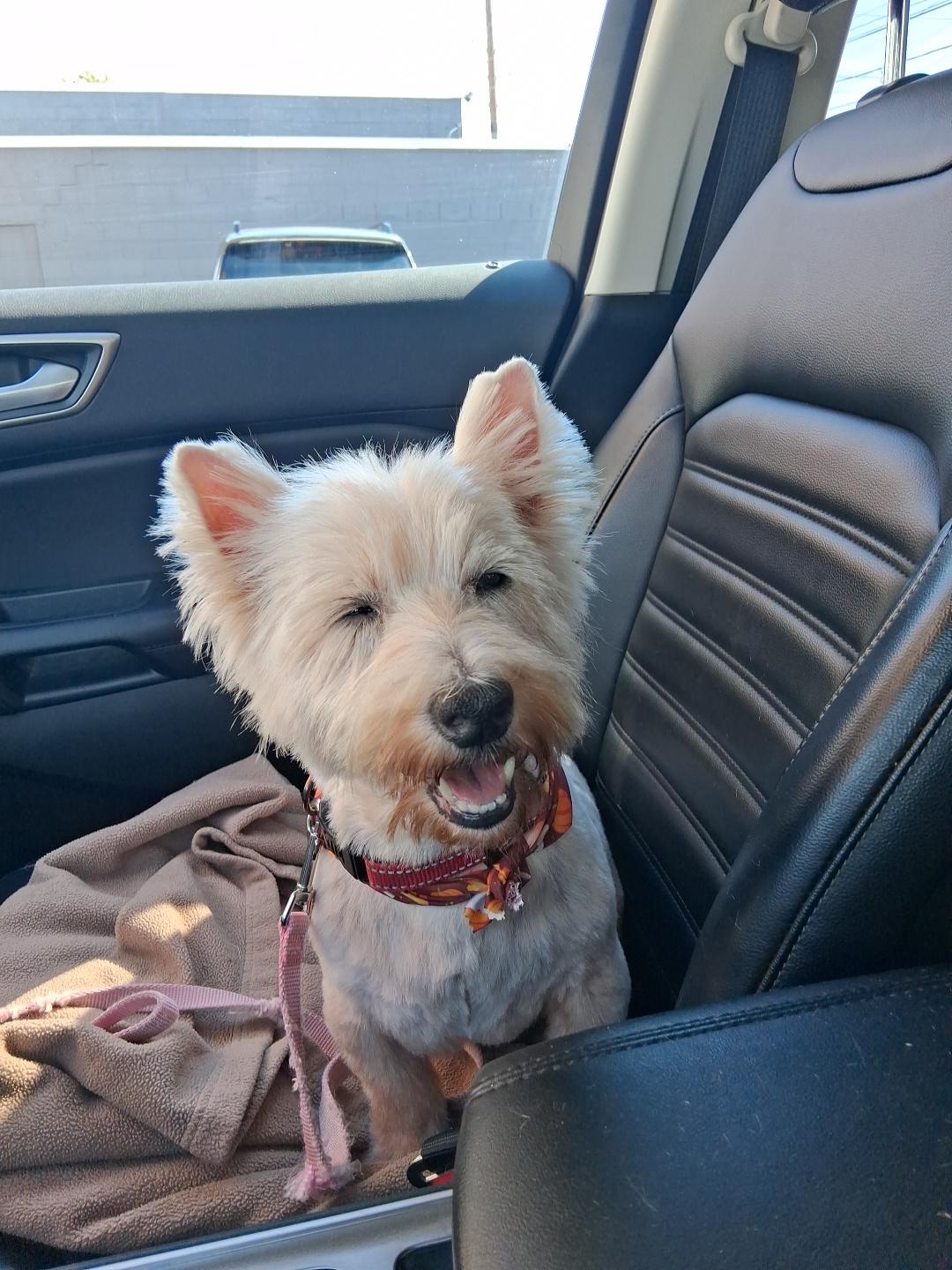 Toby, Adoptable, Senior Male West Highland White Terrier / Westie.