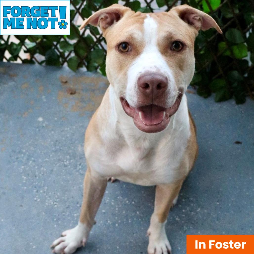 Princess Peach, a Adoptable Pit Bull Terrier in Baltimore, MD image 2/6