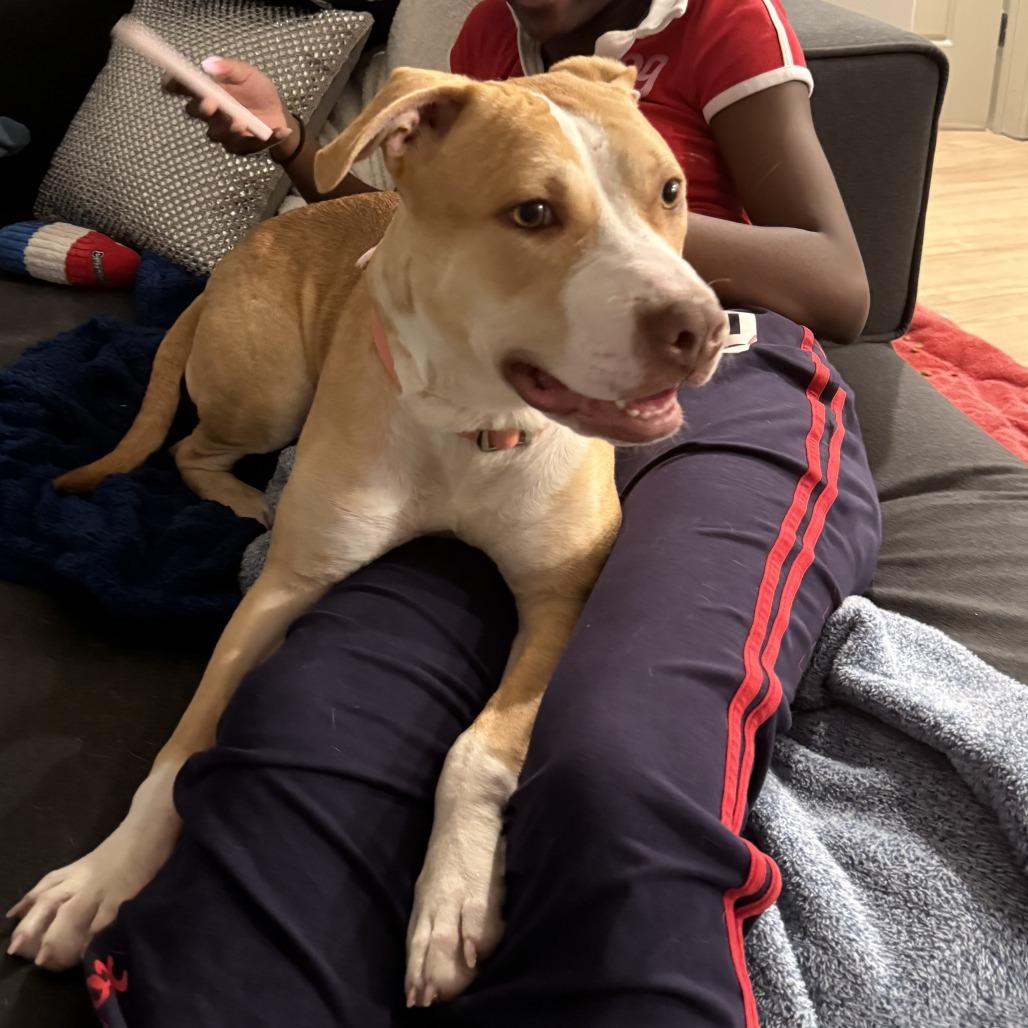 Princess Peach, a Adoptable Pit Bull Terrier in Baltimore, MD image 3/6