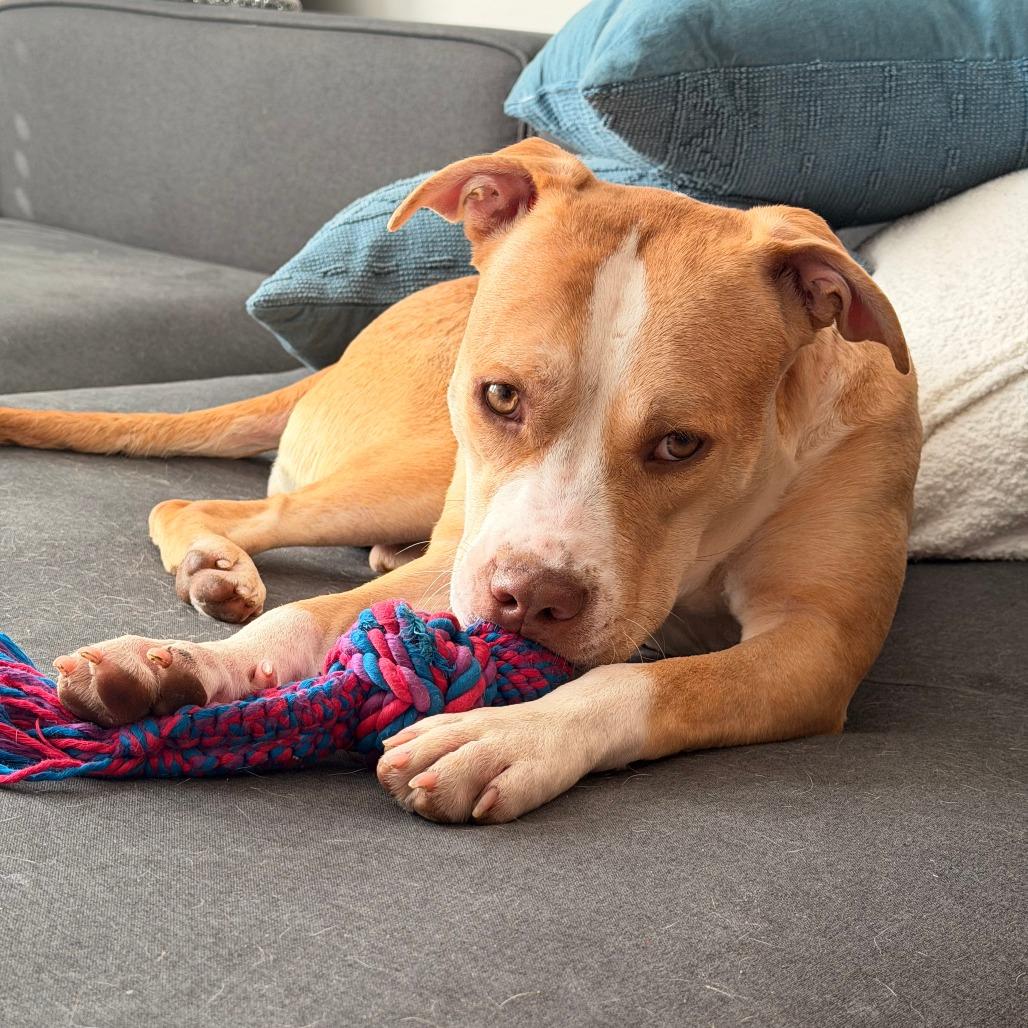Princess Peach, a Adoptable Pit Bull Terrier in Baltimore, MD image 4/6