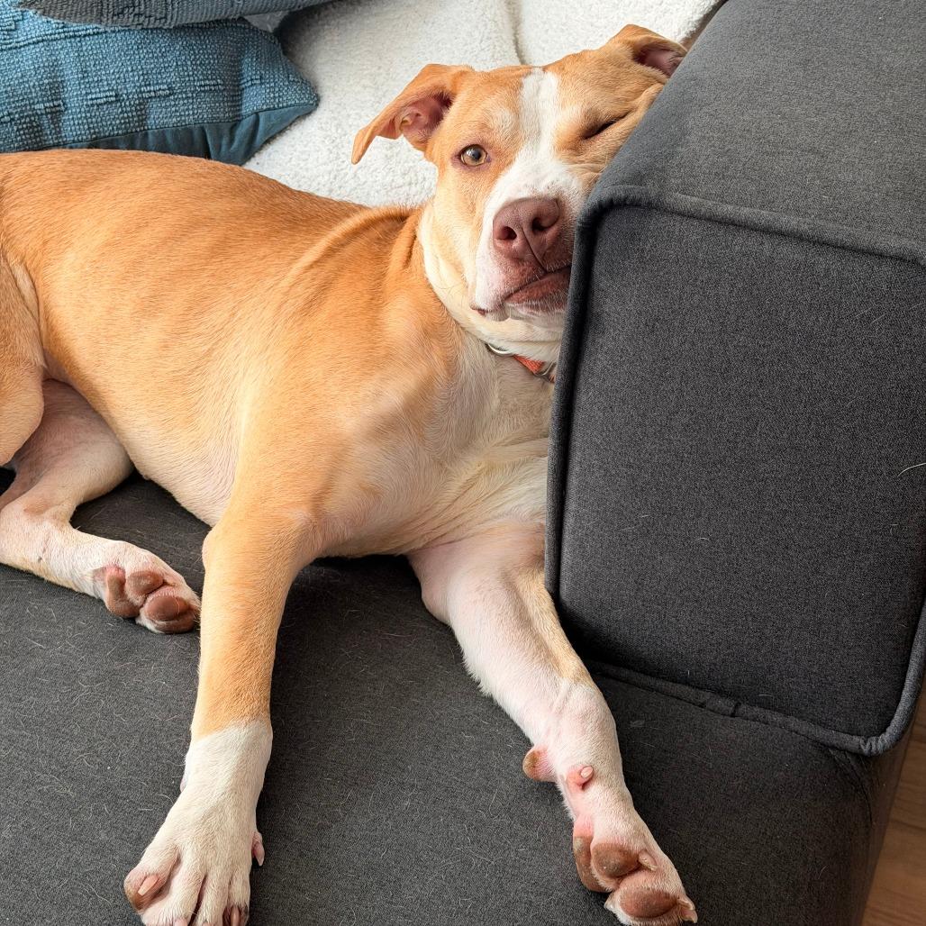 Princess Peach, a Adoptable Pit Bull Terrier in Baltimore, MD image 5/6