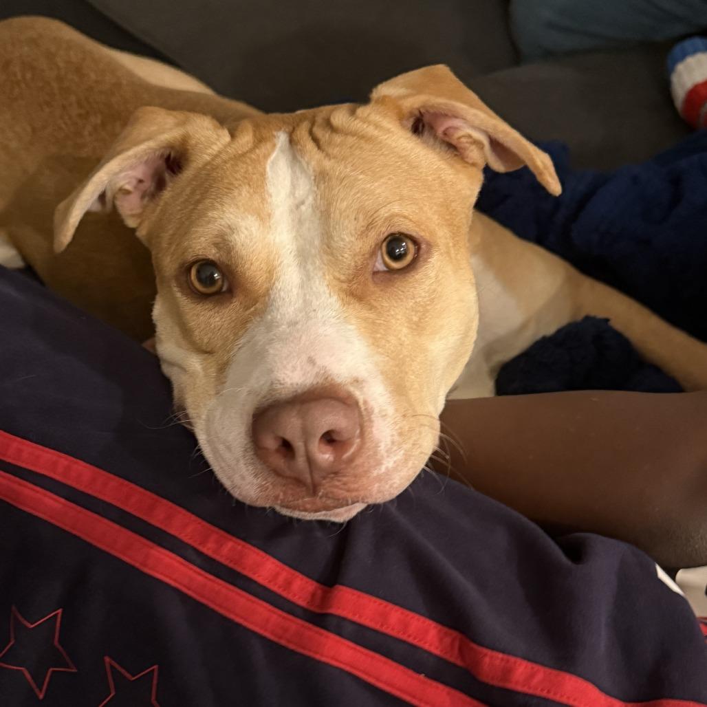 Princess Peach, a Adoptable Pit Bull Terrier in Baltimore, MD image 6/6