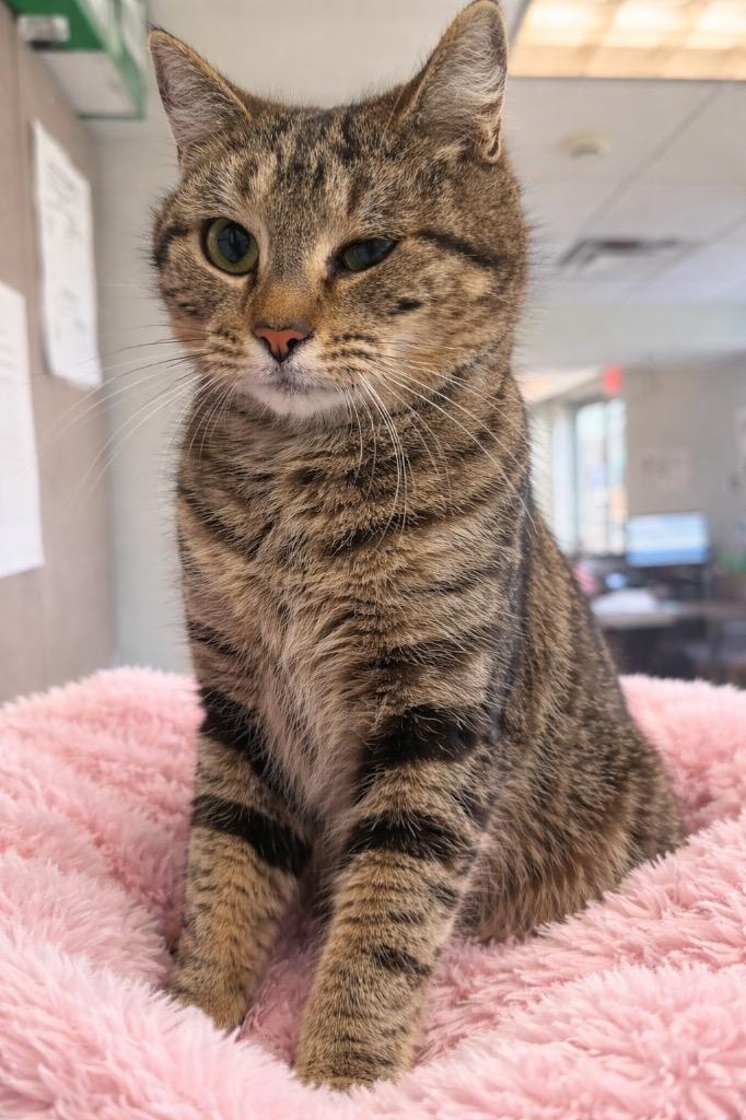 Enlarge Lizzie, a Adoptable mixed breed in Columbia, TN image 1/1