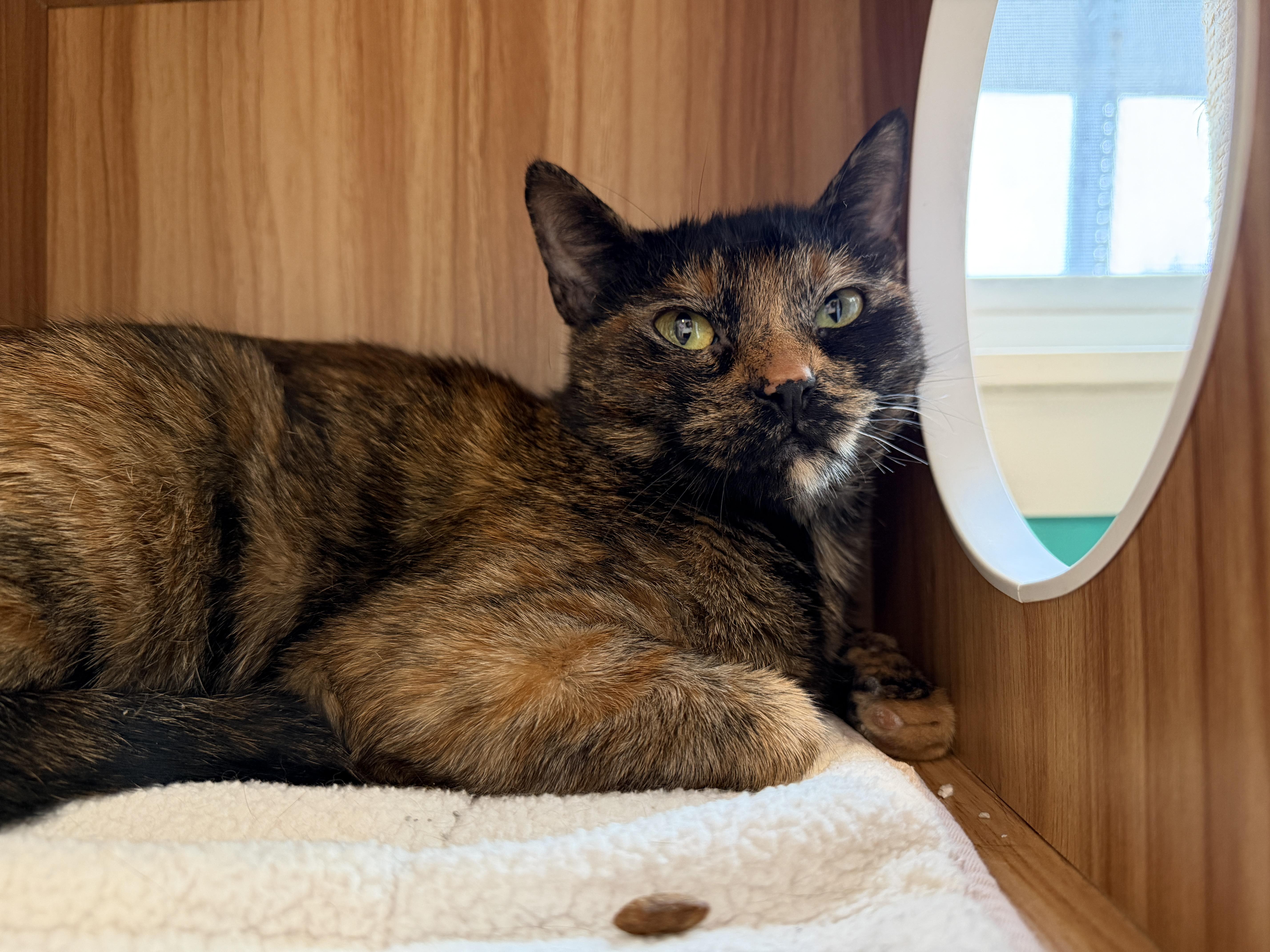 Enlarge Porsche, a ADOPTABLE American Shorthair in Hull, MA image 3/5