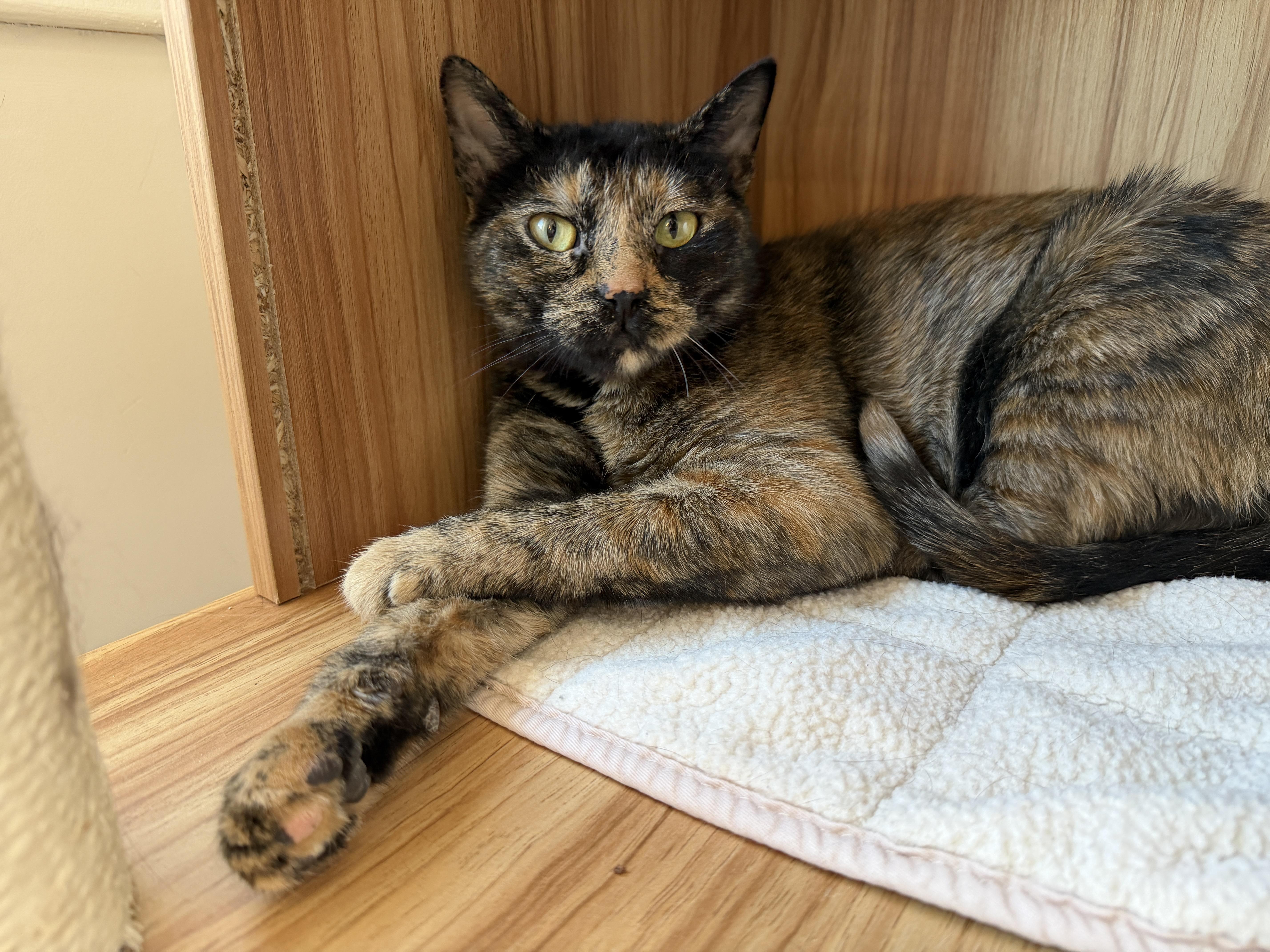 Porsche, ADOPTABLE, Adult Female American Shorthair.
