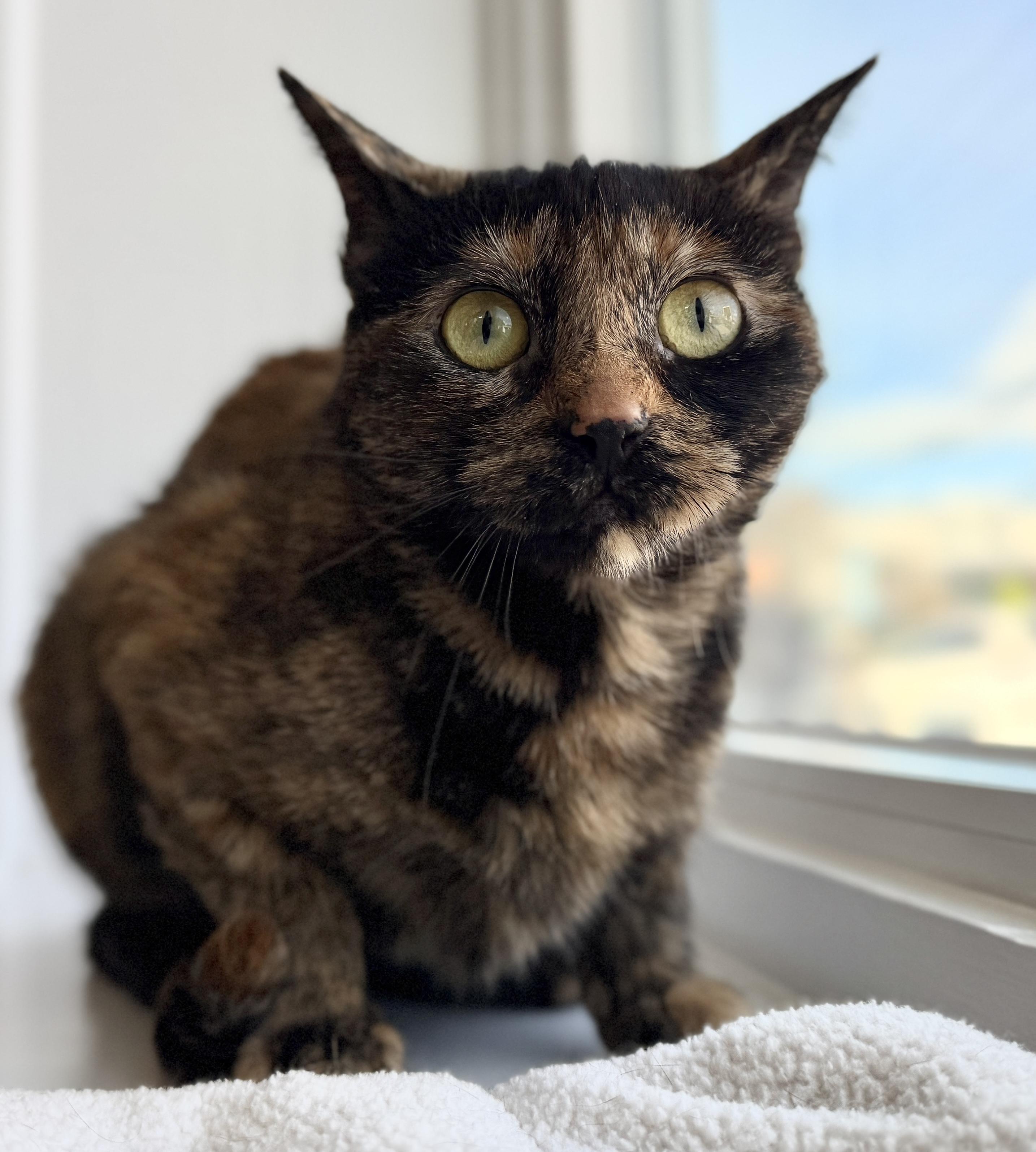 Enlarge Porsche, a ADOPTABLE American Shorthair in Hull, MA image 2/6