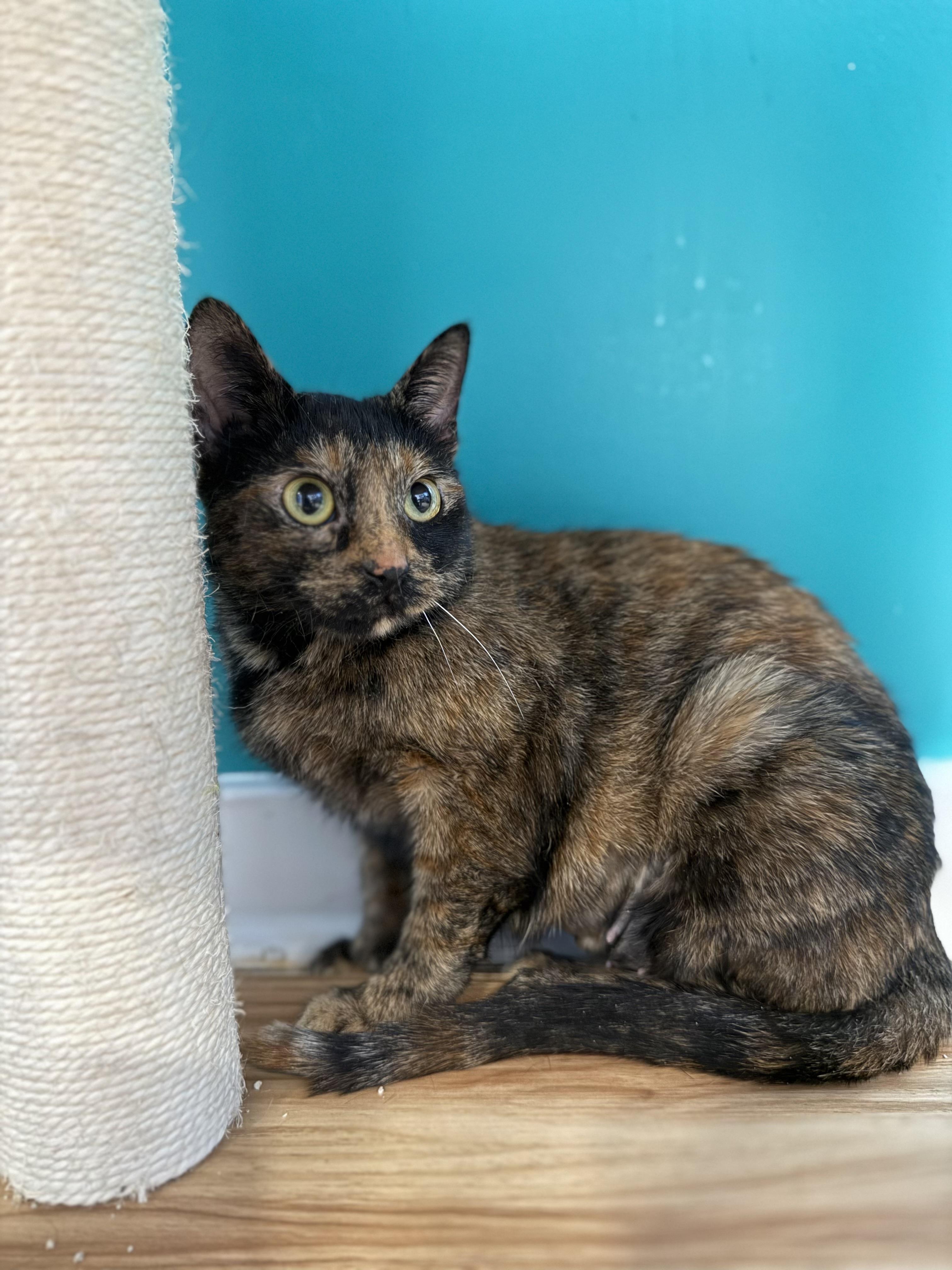 Enlarge Porsche, a ADOPTABLE American Shorthair in Hull, MA image 4/5