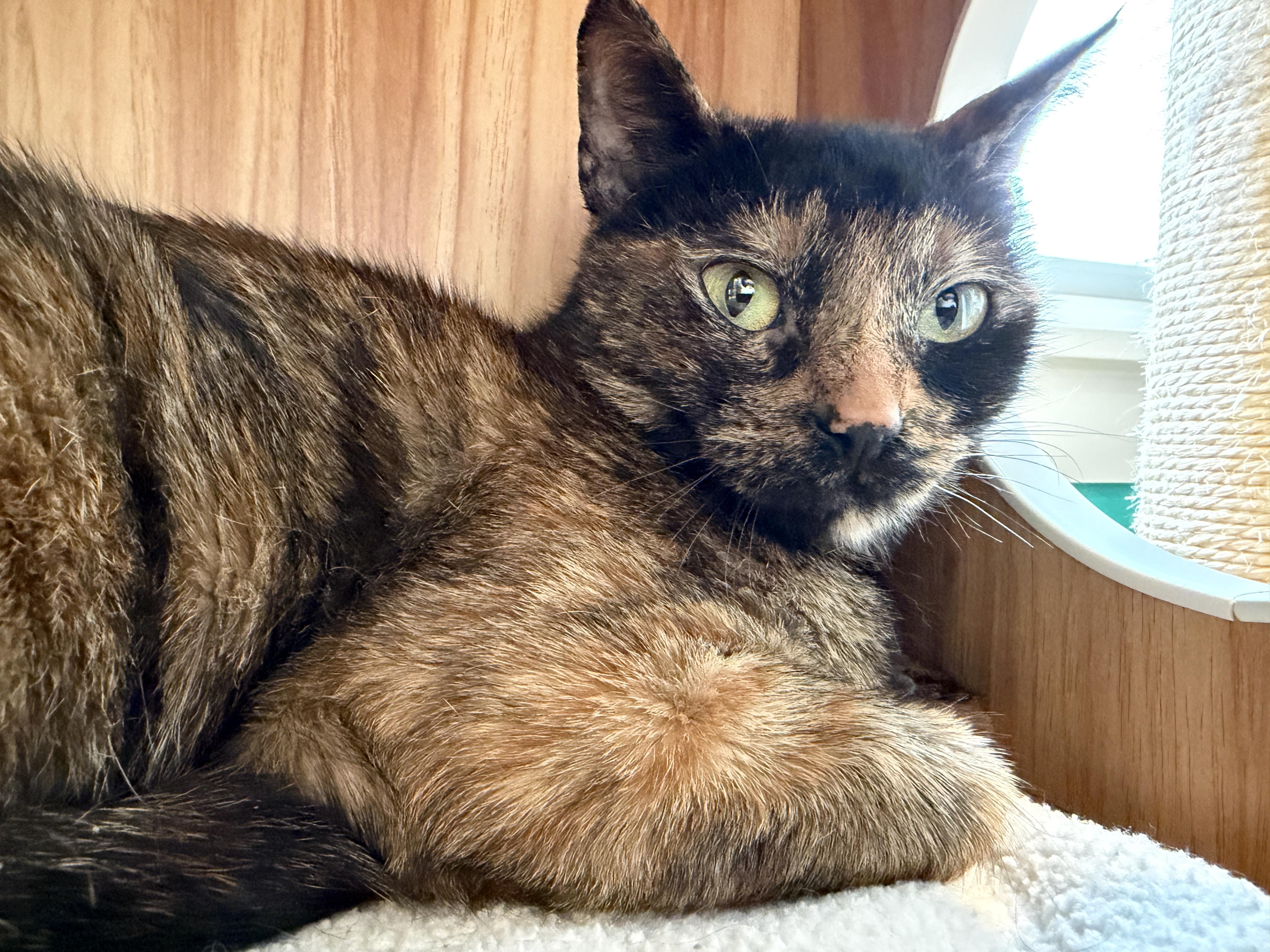 Enlarge Porsche, a ADOPTABLE American Shorthair in Hull, MA image 5/5