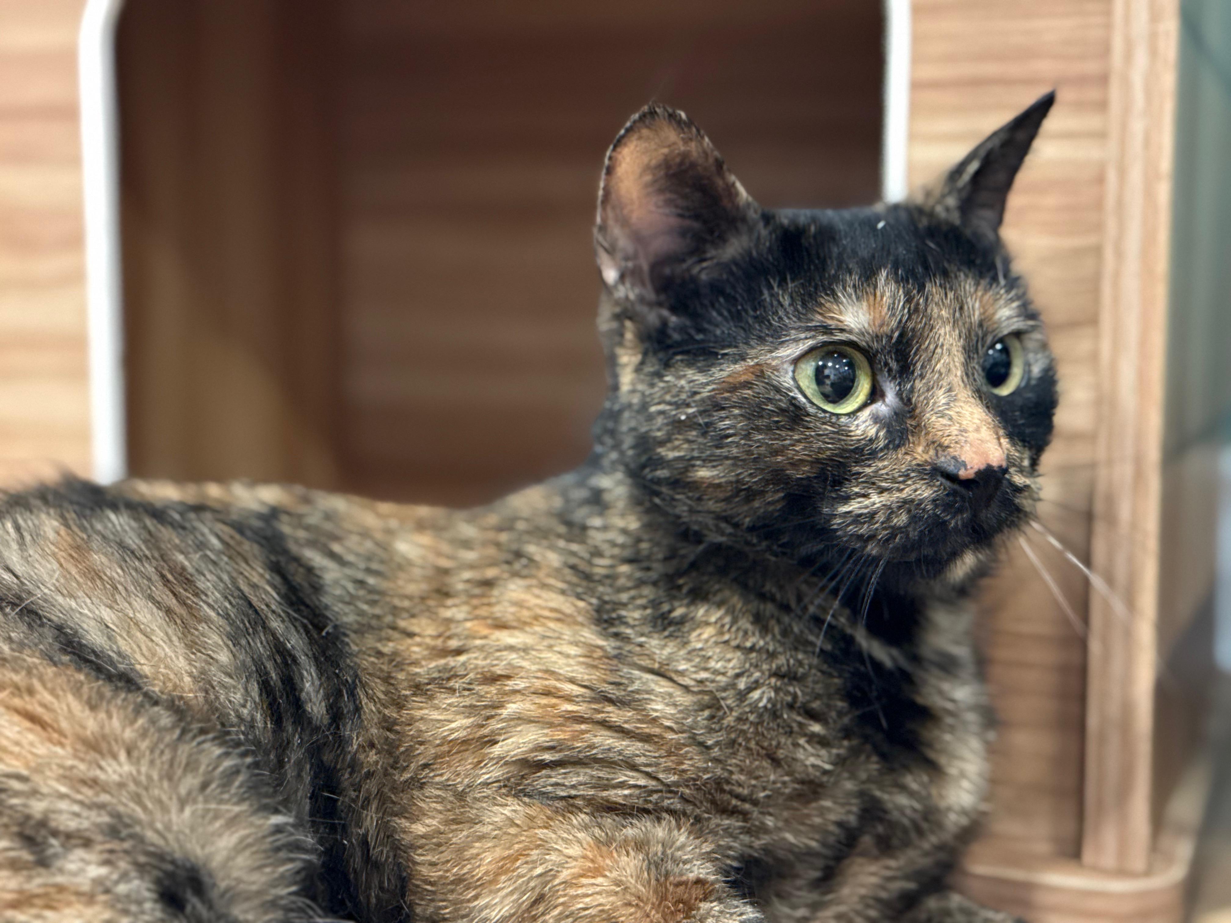 Enlarge Porsche, a ADOPTABLE American Shorthair in Hull, MA image 2/5