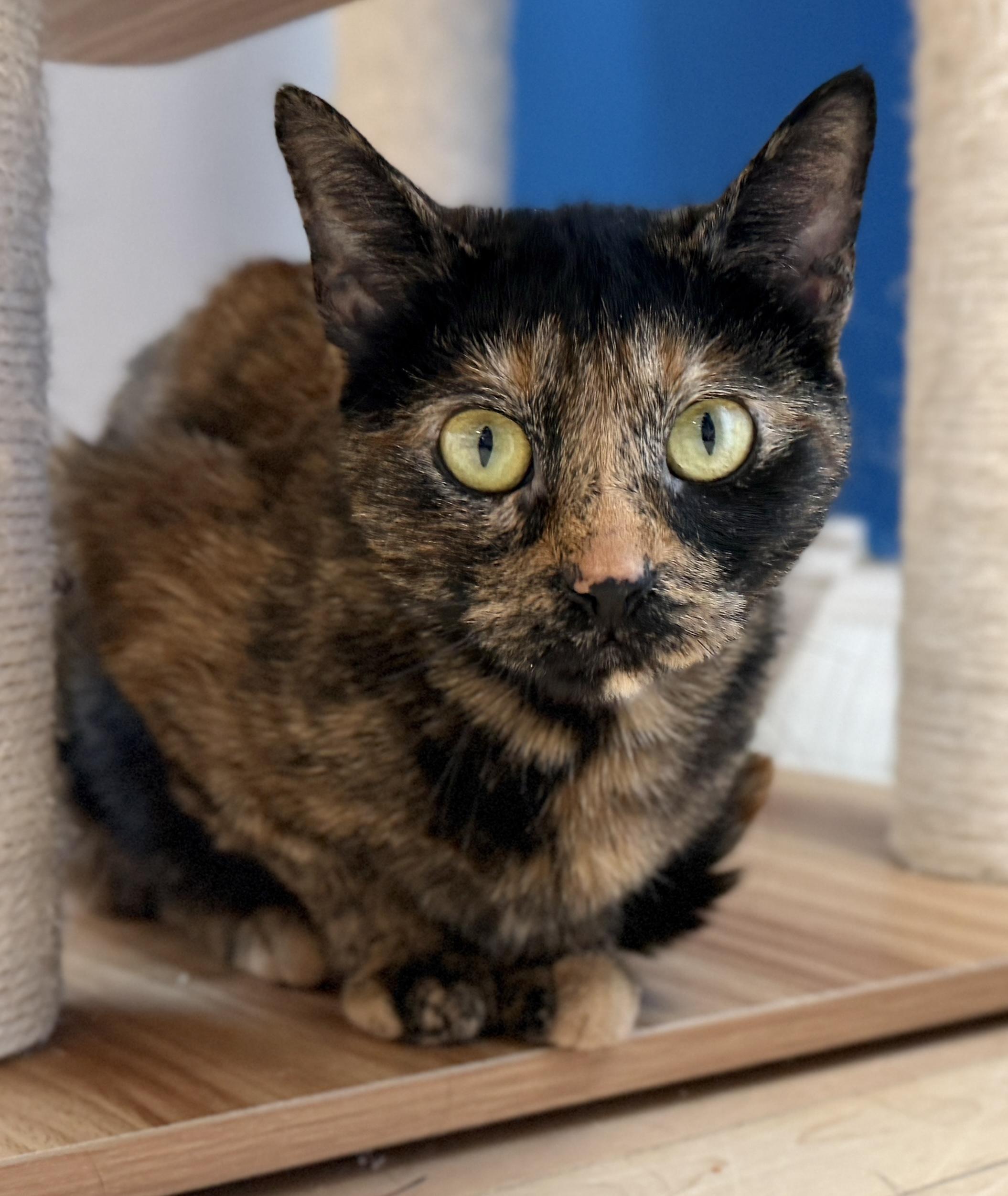 Enlarge Porsche, a ADOPTABLE American Shorthair in Hull, MA image 1/6