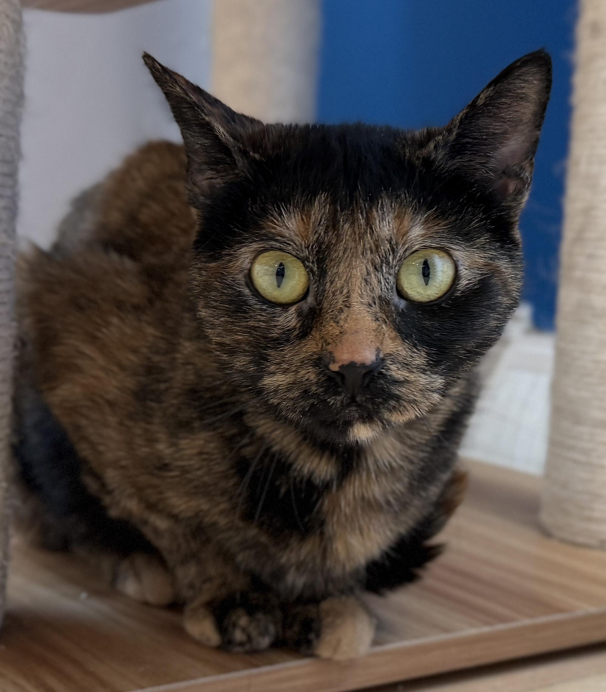 Enlarge Porsche, a ADOPTABLE American Shorthair in Hull, MA image 4/6