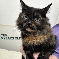 YUKI, ADOPTABLE, Adult Female Tortoiseshell.