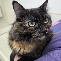 YUKI, a ADOPTABLE Tortoiseshell in Henderson, NV image 2/2
