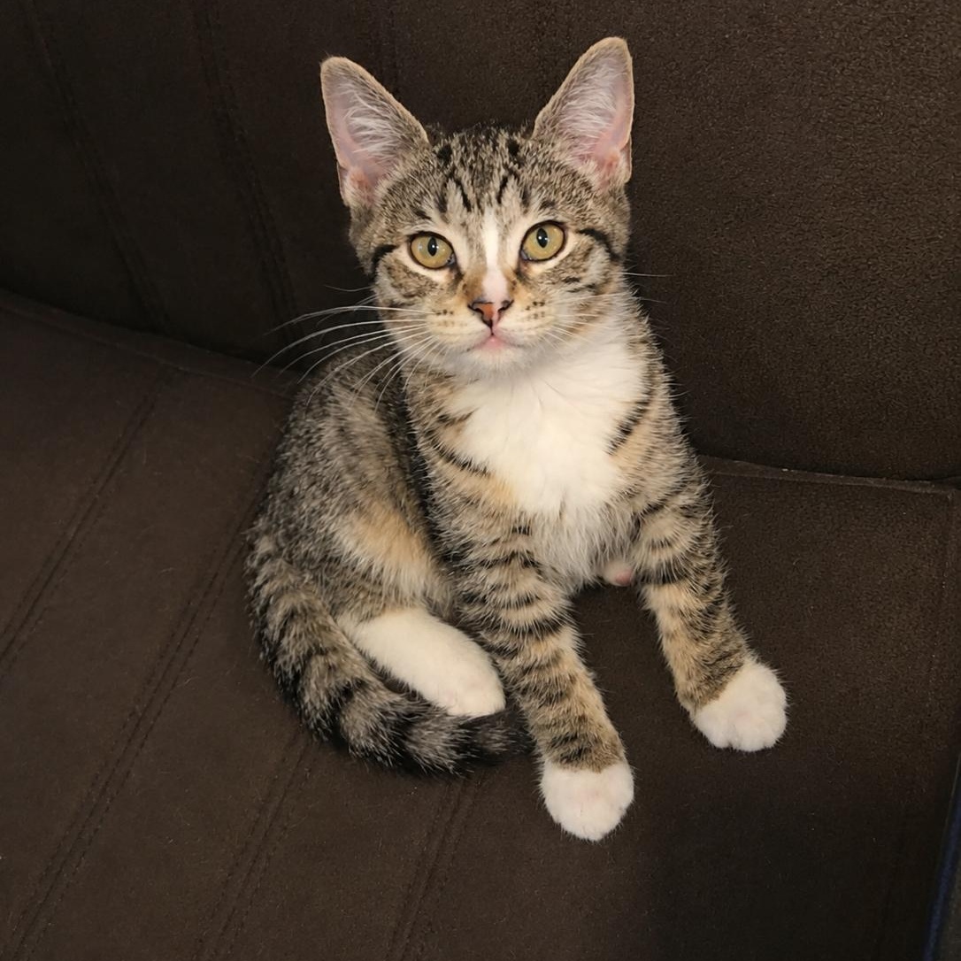 Ash, Adoptable, Kitten Female Domestic Short Hair & Tabby.