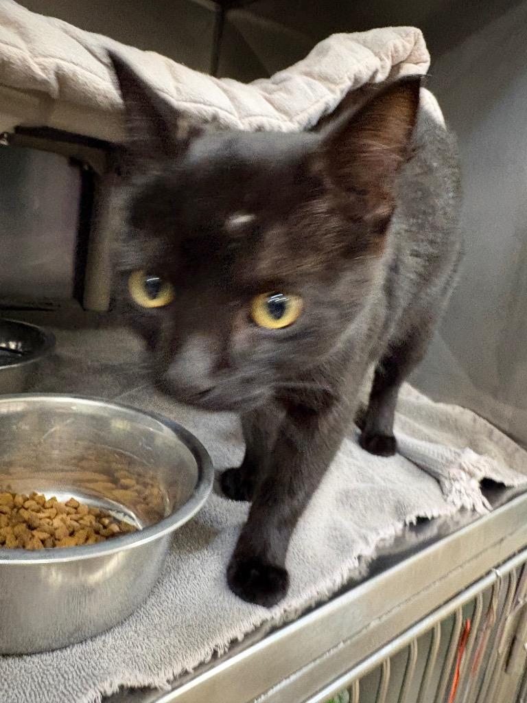 Enlarge Mothman, a Adoptable mixed breed in Gillette, WY image 2/2