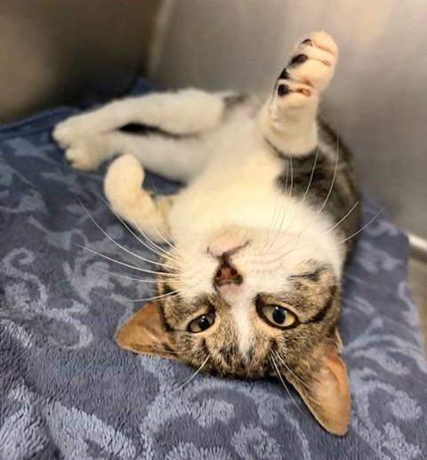 Bunny, Adoptable, Kitten Male Domestic Short Hair.