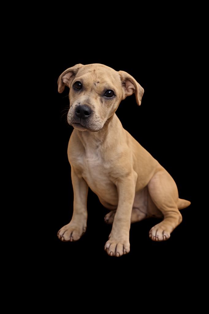 Shirley, Adoptable, Puppy Female Mixed Breed.