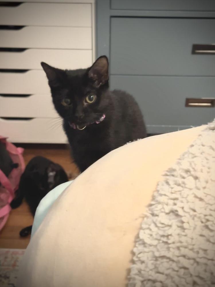 Jammie Dodger — thumbnail 3