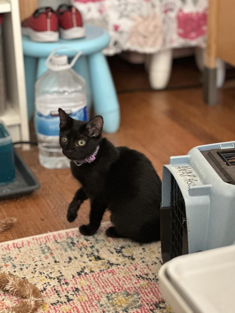 Jammie Dodger — thumbnail 4