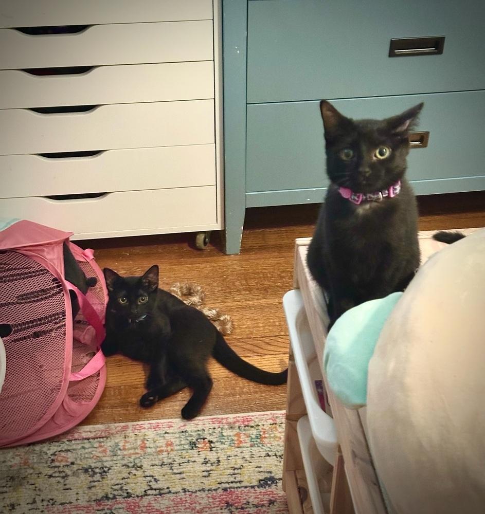 Jammie Dodger — thumbnail 5