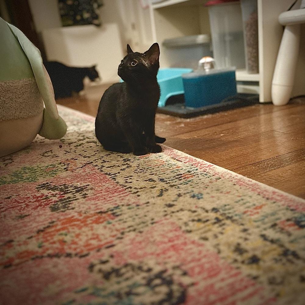 Jammie Dodger — thumbnail 6